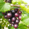 Muscadine Shrubs