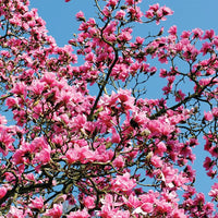 Purple Saucer Magnolia blooms emerging from buds on a young flowering shrub