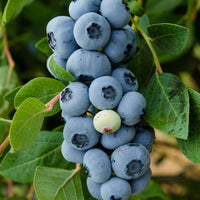 Legacy Blueberry plant bearing ripe berries on green shrub