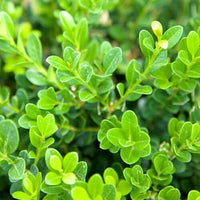 Winter Gem Boxwood hedge plant ideal for border and garden edging