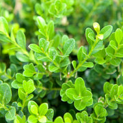 Baby Gem Boxwood