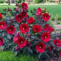 Hibiscus 'Midnight Marvel