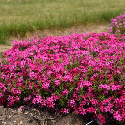 Phlox Subulata &