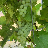 Neptune Seedless Grape