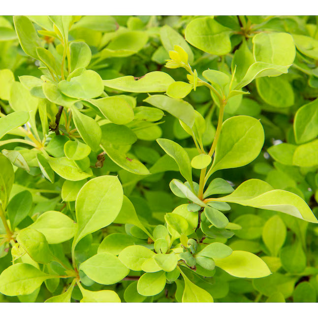 Golden Barberry