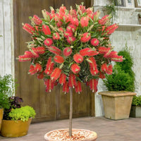 Bottle Brush Flowers Plant