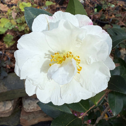 Yoi Machi Camellia - Gorgeous White Petals With Pale Pink Margins