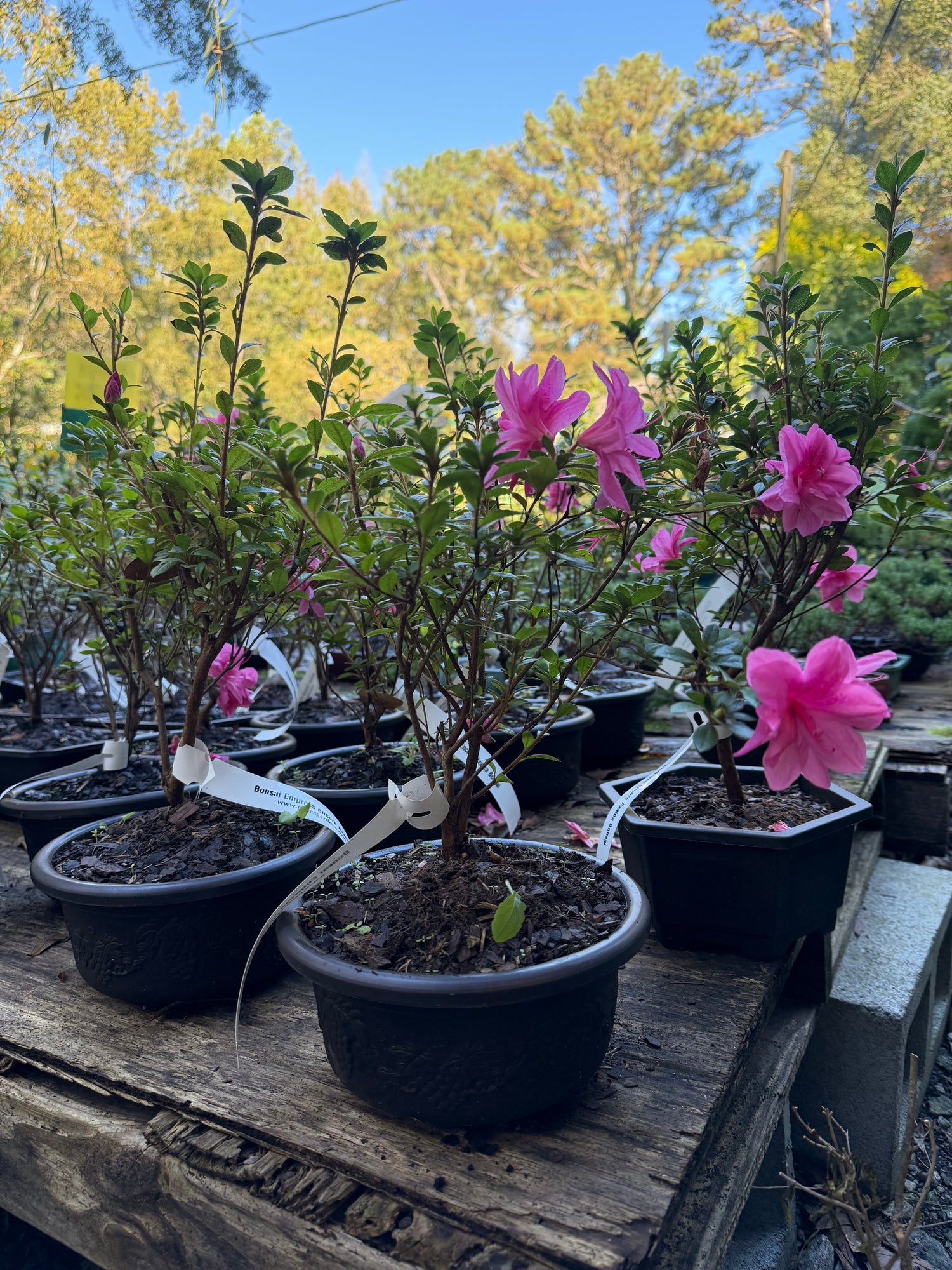 Bonsai Empress encore Azalea (Live Plant)