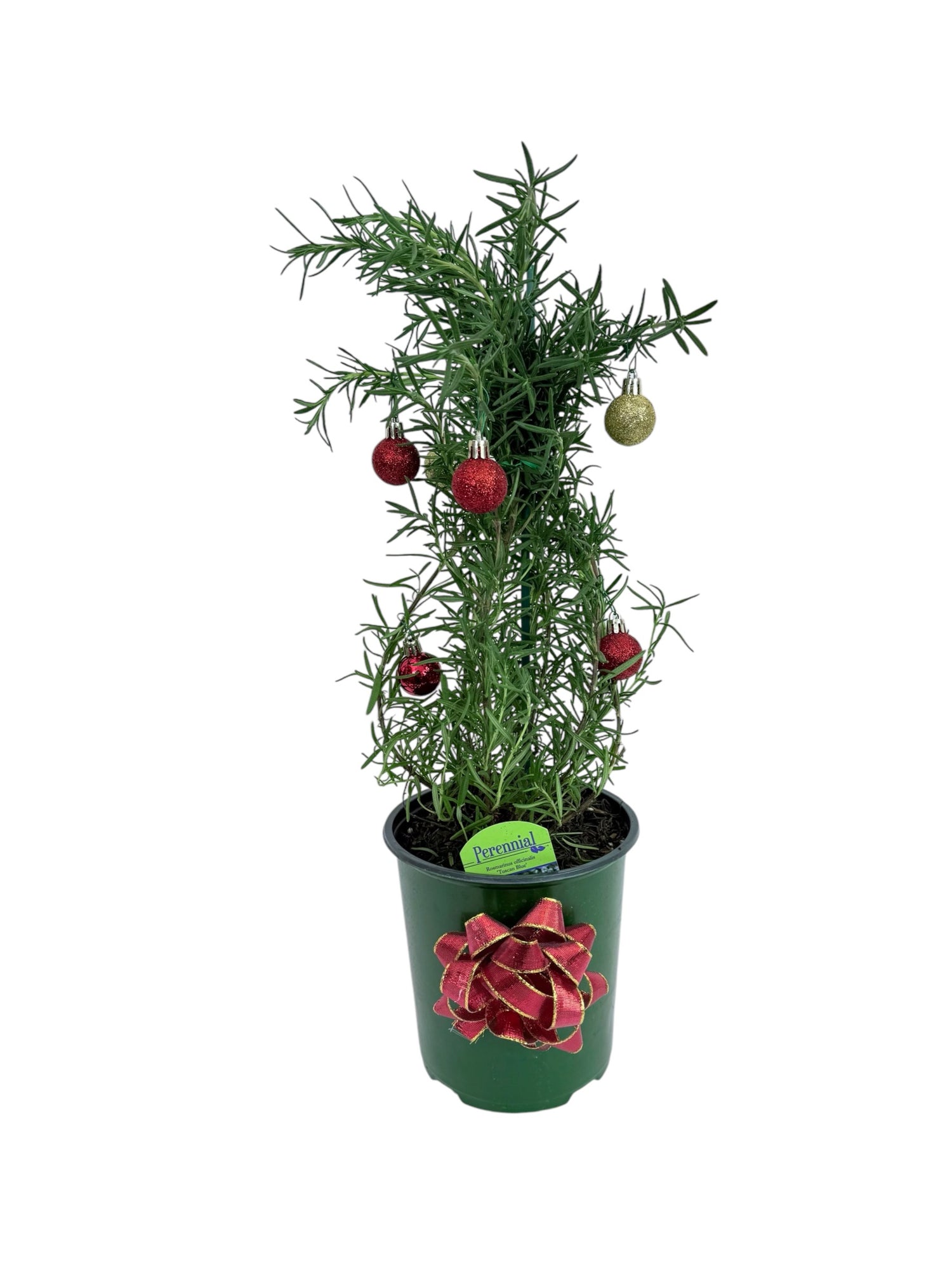 Athens Blue Rosemary