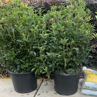 Tea Olive Plant Fragrant