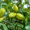 Pecans