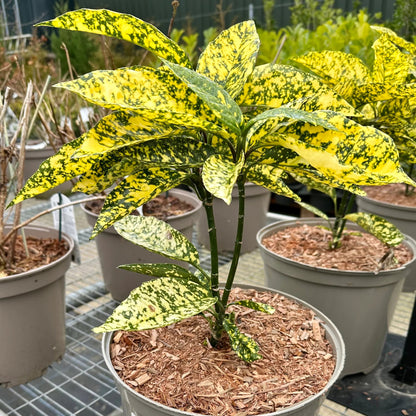 Aucuba Japonica Marmorata