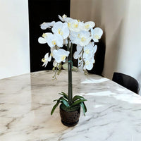 Elegant White Orchid in Black Ceramic Pot – Perfect Gift for Any Occasion