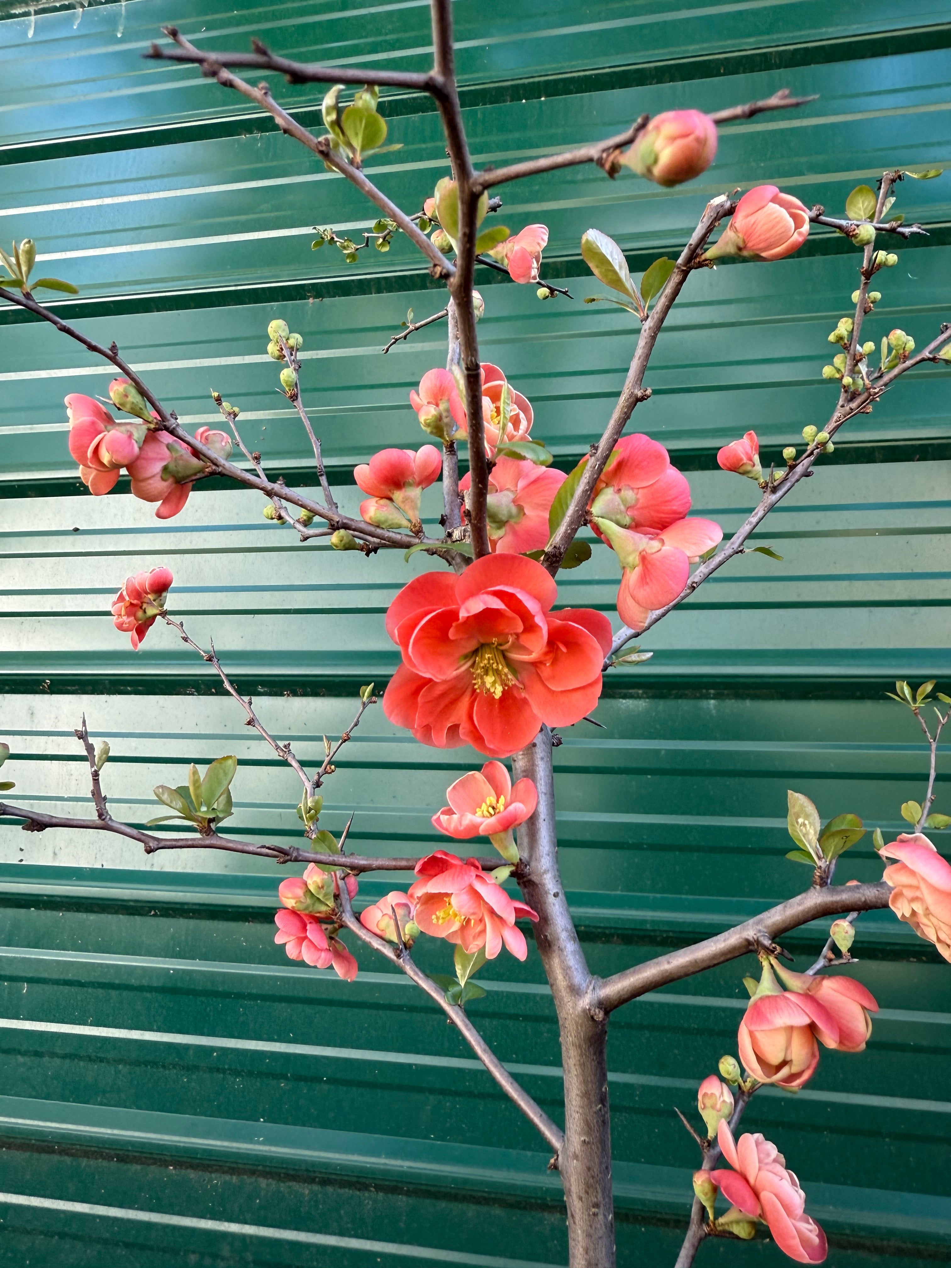 Chojuraku Flowering Quince