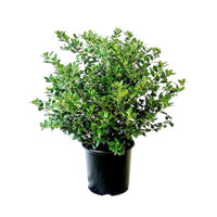 China Boy Ilex