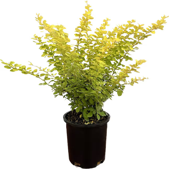Golden Barberry