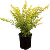 Golden Barberry