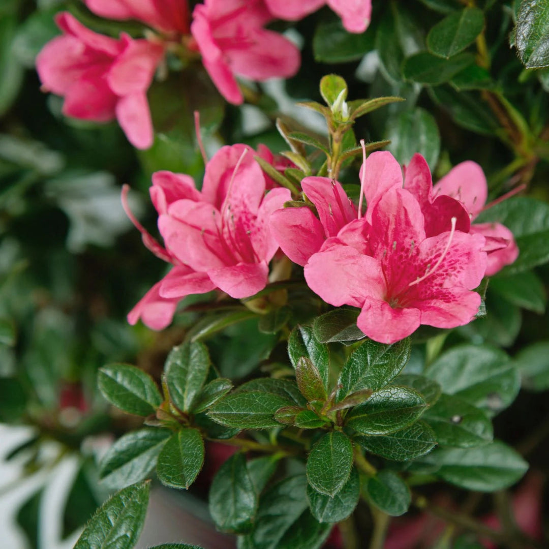 Autumn Cheer Encore Azalea