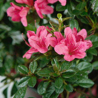 Autumn Cheer Encore Azalea