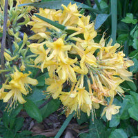 Rhododendron 'Admiral Semmes' Native Azalea