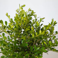 Better Boxwood Skylight