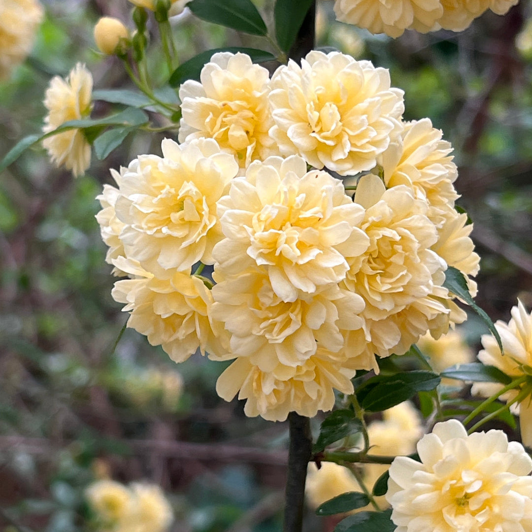 Climbing Yellow Lady Banks Rose