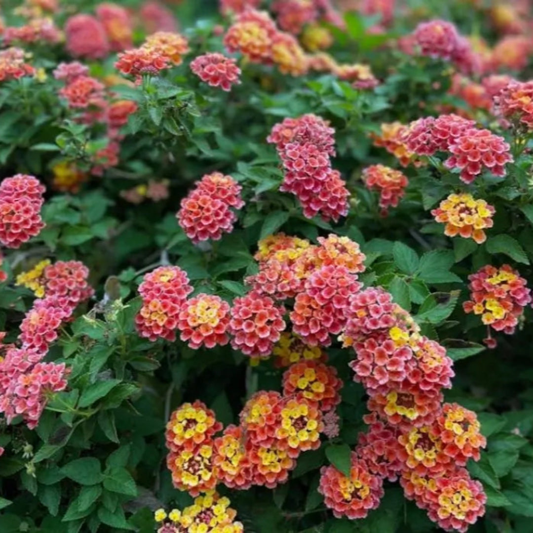 Lantana &