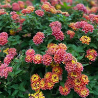 Lantana 'Irene' - [EG]