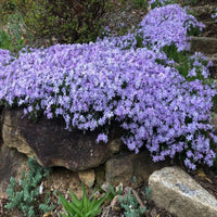 Phlox Subulata (Blue), Thrift, Creeping Phlox  - [EG]