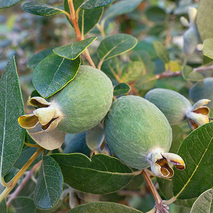 Pineapple Guava