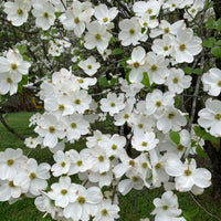 Appalachian Joy Dogwood tree in full bloom