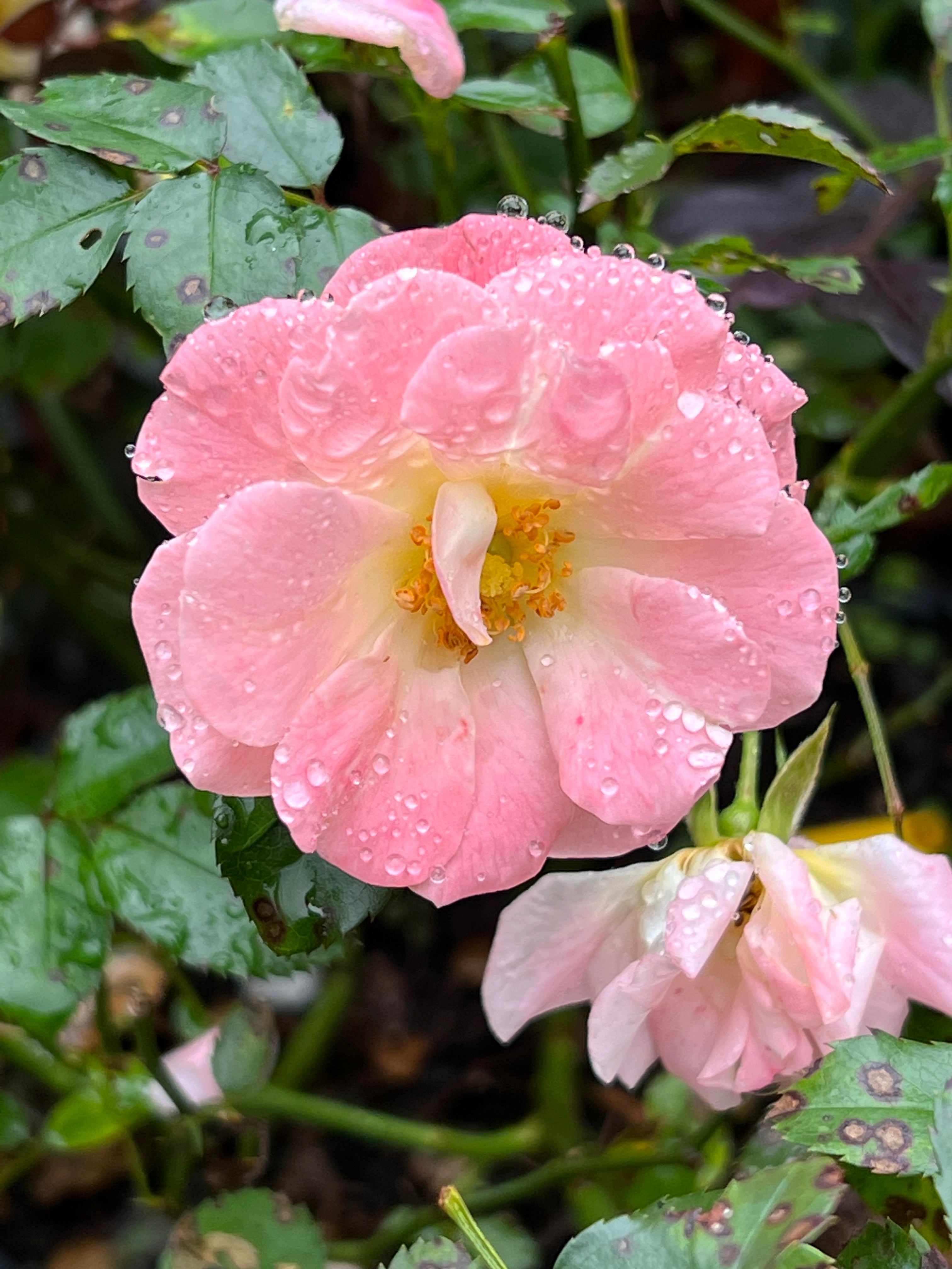 pink rose flower in full bloom zoomed in. petals of rose