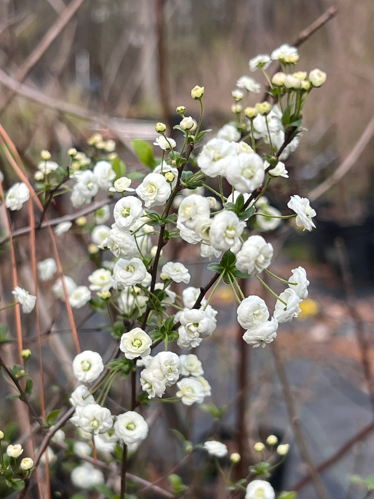 Spirea Prunifolia