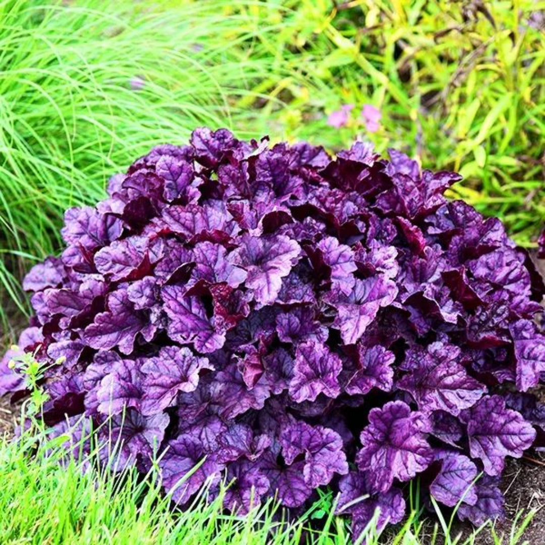 Heuchera Dolce® &
