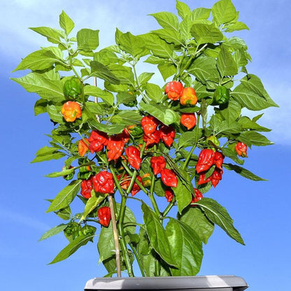 Carolina Reaper Pepper Plant