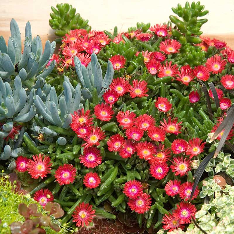 Delosperma Dyeri &