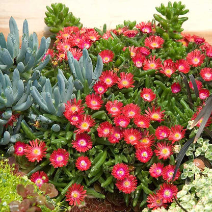 Delosperma Dyeri &