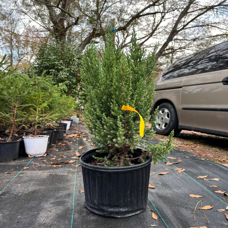Blue Point Juniper Trees