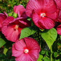 Hibiscus 'Luna Red'