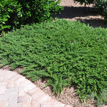 Green Sargent Juniper