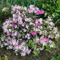 Encore Azalea Autumn Twist