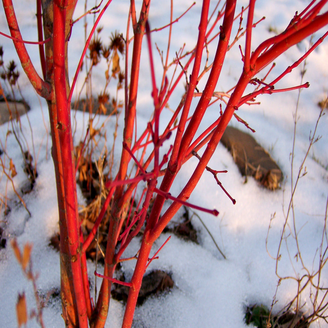 Red Twig Dogwood Tree, Coral Red Bark