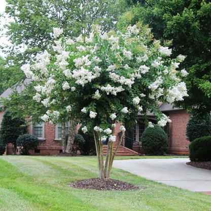 White Crape Myrtle Tree in Full Bloom