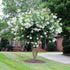 White Crape Myrtle Tree in Full Bloom