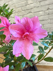 Bonsai Empress encore Azalea (Live Plant)