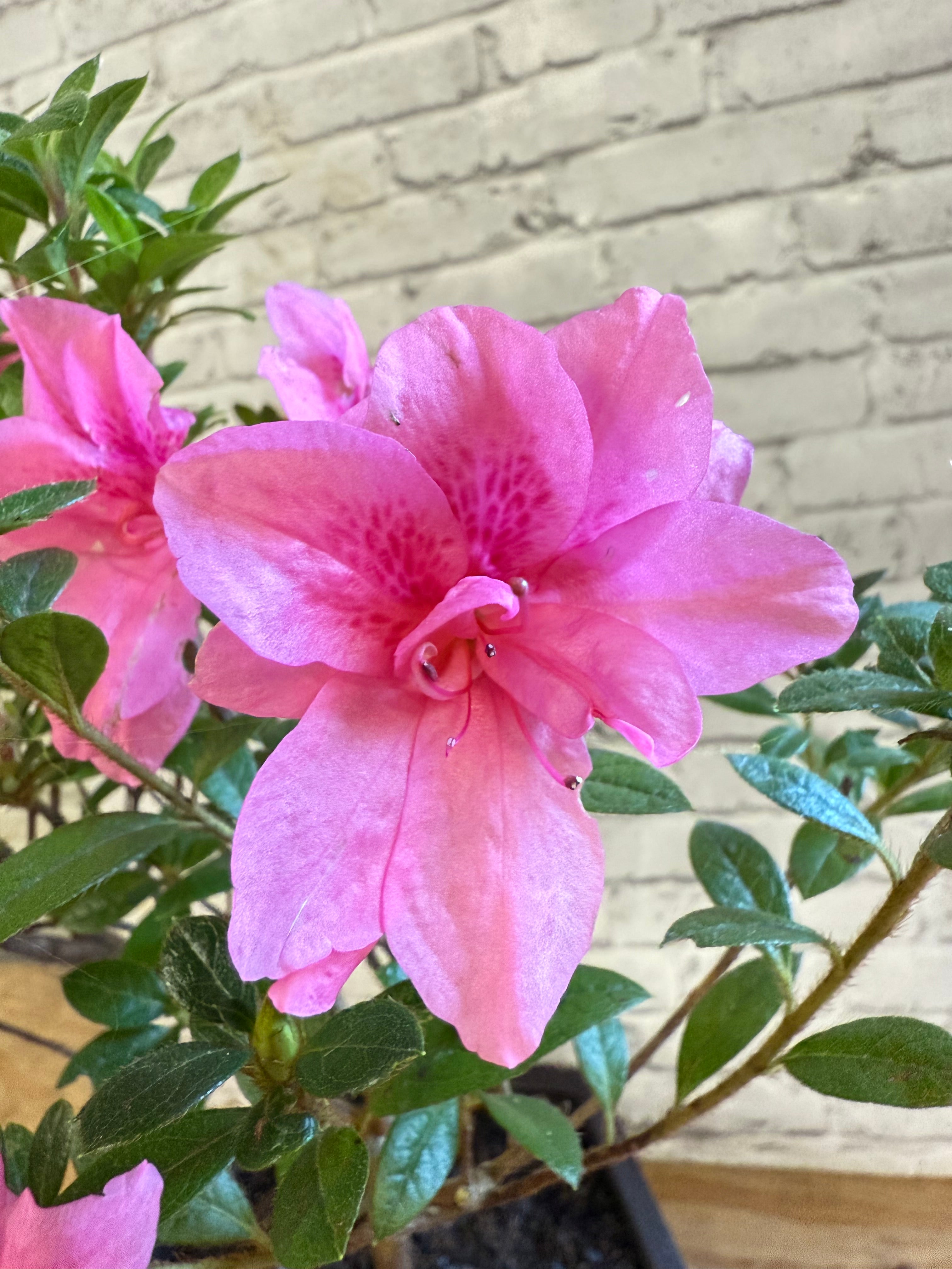 Bonsai Empress encore Azalea (Live Plant)
