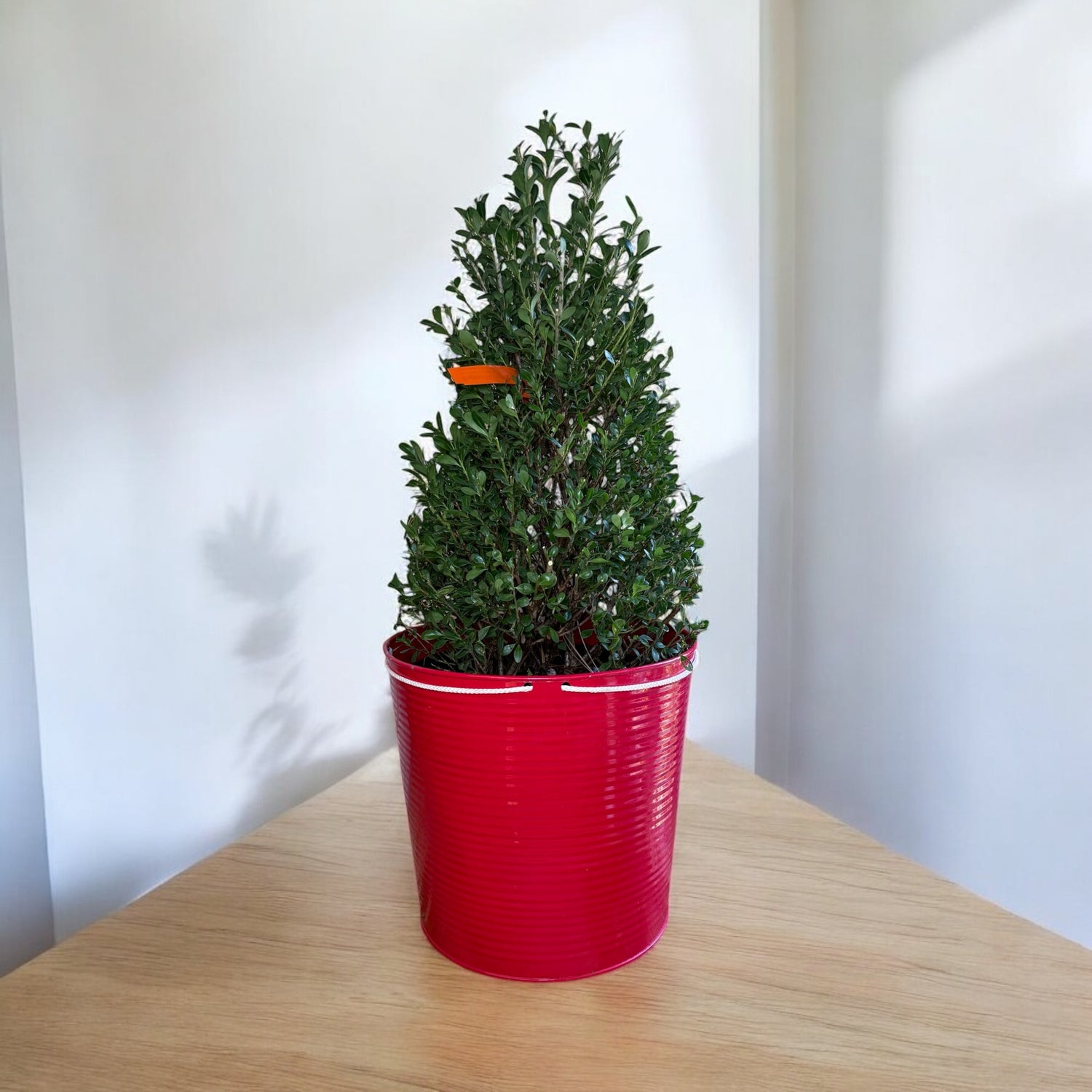 potted holly plant Buy Emerald Spades Cone Holly Plants & Trees Online