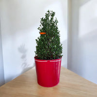 Emerald Spades Cone Holly