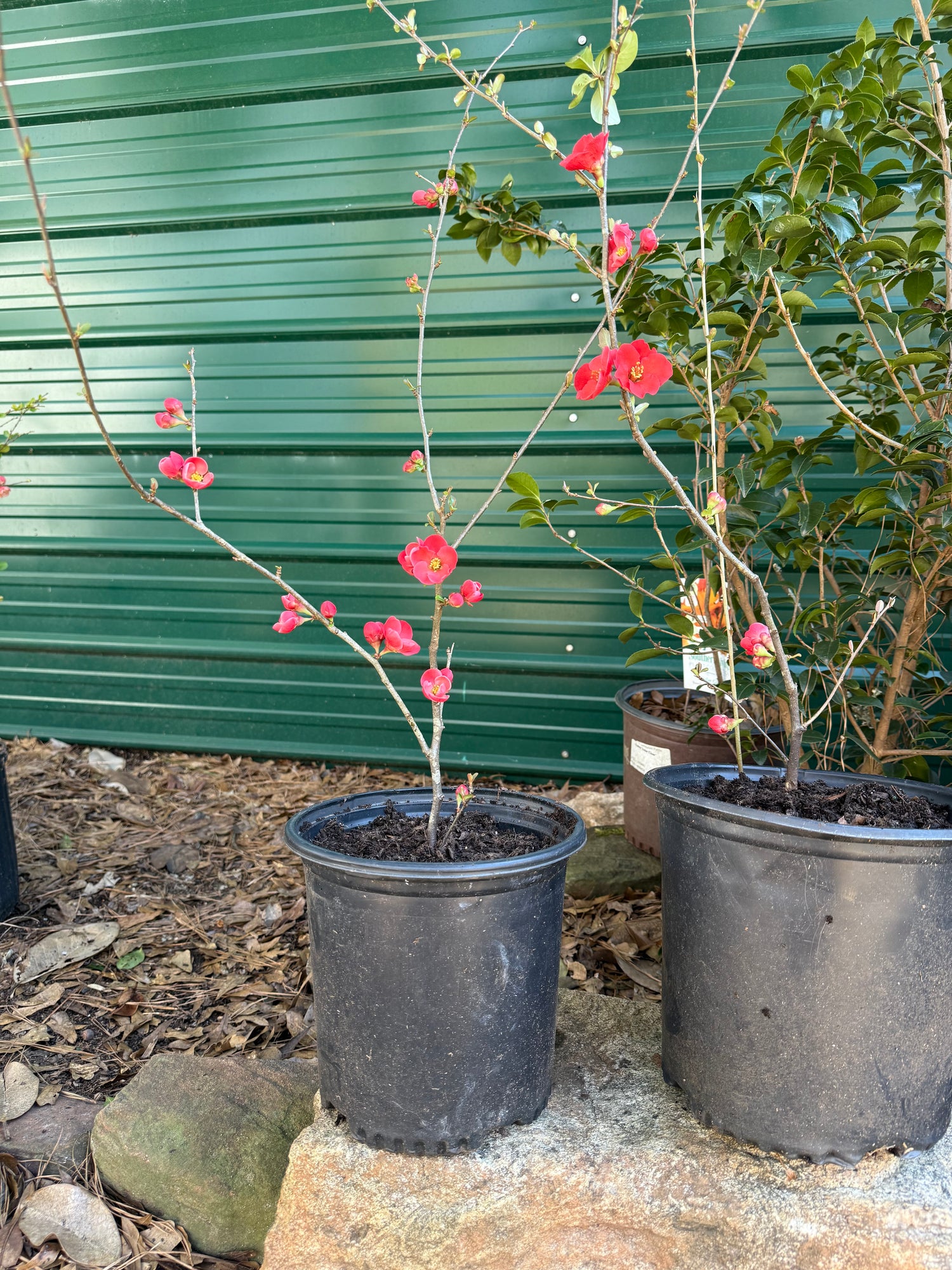 Spitfire Flowering Quince