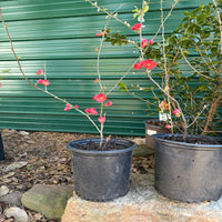 Chaenomeles Spitfire flowering quince blooming in early spring
